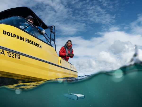 Dolphin research in New Zealand